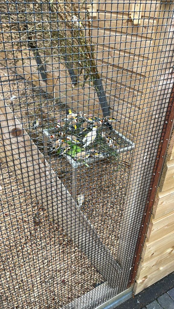 te koop majoor putters, Dieren en Toebehoren, Vogels | Overige Vogels, Wildzangvogel, Mannelijk