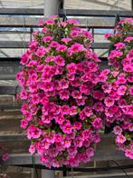 Wandhangers balkon tuin terras petunia bacopa mini-petunia, Tuin en Terras, Planten | Tuinplanten, Volle zon, Eenjarig, Zomer