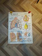 schoolplaten, Ophalen, Natuur en Biologie