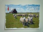 Texel schaap schapen, Verzenden, 1960 tot 1980, Waddeneilanden
