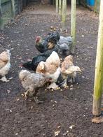 Toom Brahma 's, Dieren en Toebehoren, Meerdere dieren, Kip