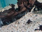 L181, peppermint pleco, algeneter, ancistrus