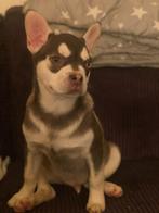 Franse Bulldog pups lilac tan reuen, Dieren en Toebehoren, Honden | Bulldogs, Pinschers en Molossers, Particulier, Meerdere, Bulldog