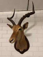 Opgezette Impala uit Voi (Kenya), Verzamelen, Dierenverzamelingen, Ophalen, Gebruikt, Wild dier, Opgezet dier
