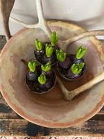 Grote antiek franse schaal, Ophalen