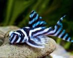 Hypancistrus Zebra L46, Dieren en Toebehoren, Vis, Zoetwatervis