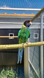 Gezocht Twenty Eight pop !, Dieren en Toebehoren