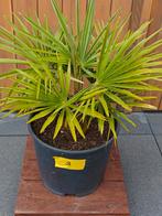Trachycarpus Fortunei nr. 3 NL kweek, Ophalen, Zomer, Overige soorten, Halfschaduw