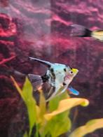 Te koop 2 mooie kleine maanvisjes, Dieren en Toebehoren, Vissen | Aquariumvissen, Vis