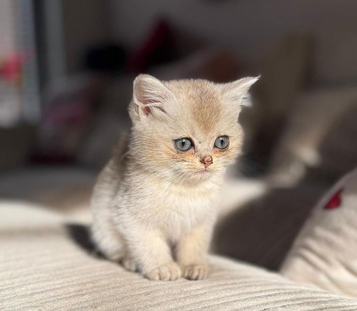 Prachtige Britse Korthaar poesjes, Blue Golden Shaded, Dieren en Toebehoren, Katten en Kittens | Raskatten | Korthaar, Meerdere dieren