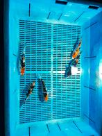 5x koi van ongeveer 25cm, Karper of Koi