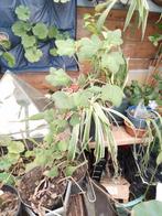 Uit stek vermeerderd, diverse soorten struikjes, Tuin en Terras, Planten | Bomen, Halfschaduw, Overige soorten, Minder dan 100 cm