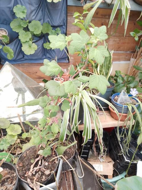 Uit stek vermeerderd, diverse soorten struikjes, Tuin en Terras, Planten | Bomen, Overige soorten, Minder dan 100 cm, Halfschaduw