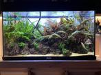Aquarium Planten te koop, Dieren en Toebehoren, Vissen | Aquaria en Toebehoren, Ophalen of Verzenden, Plant(en), Steen of Hout