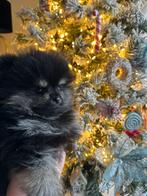 Pomeriaan reutje, Keeshond, Reu, 8 tot 15 weken, Eén hond