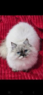 Lief poesje, Poes, Gechipt