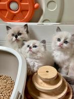 Ragdoll kitten poesjes /kater  uit kampioenenlijn- garantie, Dieren en Toebehoren, Katten en Kittens | Raskatten | Langhaar, Meerdere dieren