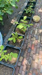 Jonge walnoot boompjes Juglans Regia, Tuin en Terras, Planten | Fruitbomen, Ophalen, Minder dan 100 cm, Walnotenboom