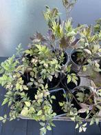 Tomaten planten, Tuin en Terras, Planten | Tuinplanten, Ophalen, Volle zon, Groenteplanten, Eenjarig