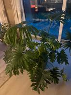 Philondendron Selloum kamerplant, Huis en Inrichting, Ophalen, Overige soorten, 100 tot 150 cm