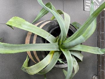 Mooie agave beschikbaar voor biedingen