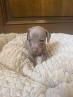 Isabell teckel reutje, Dieren en Toebehoren, Honden | Teckels en Dashonden, België, Parvo, Particulier, Reu