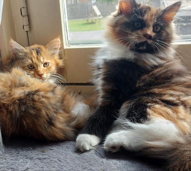 Maine Coon kittens, Dieren en Toebehoren, Katten en Kittens | Raskatten | Langhaar, Meerdere dieren, Ontwormd