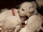 Golden retriever x labrador pups wit en licht kleuren, Dieren en Toebehoren, Meerdere, 8 tot 15 weken, Meerdere dieren, Labrador retriever