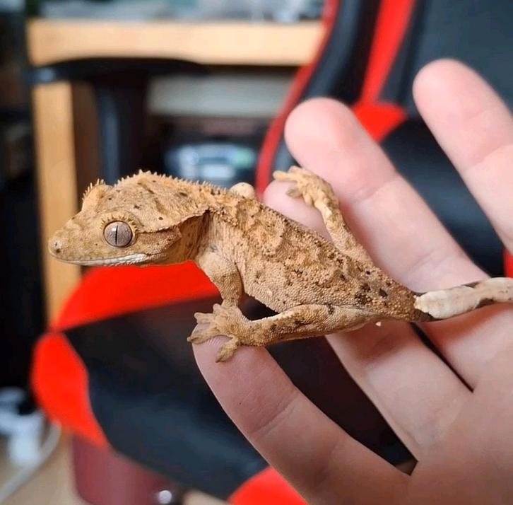 Knappe superdalmatian wimpergekko / crested gecko man(1.0)
