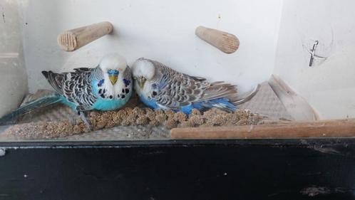 Engelse parkiet, Dieren en Toebehoren, Vogels | Parkieten en Papegaaien, Parkiet, Meerdere dieren, Geringd