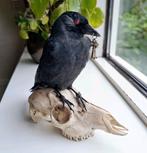 Opgezette kauw op schedel, Ophalen of Verzenden, Nieuw, Vogel, Opgezet dier