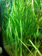 Vallisneria en drijfplanten, Dieren en Toebehoren, Ophalen, Zo goed als nieuw, Plant(en), Steen of Hout