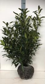 Laurieren/Prunus laurier Herbergii, Ophalen, Laurier, 100 tot 250 cm