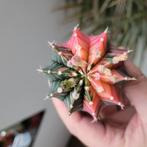 Gymnocalycium mihanovichii variegated, Huis en Inrichting, Kamerplanten, Ophalen of Verzenden, Cactus, Volle zon, Minder dan 100 cm