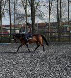 Mooie E pony merrie te koop; Emma, Dieren en Toebehoren, B, Springpony, 3 tot 6 jaar, Gechipt