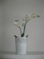 Orchidee in pot zgan, Ophalen of Verzenden, Zo goed als nieuw