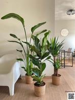 3 For 120- Strelitzia Nicolai & Ficus Lyrata&Yucca, Ficus, In pot, Minder dan 100 cm, Groene kamerplant