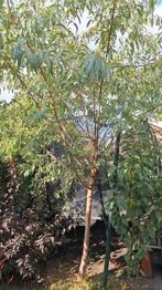 Prachtige amandelboom, 4 meter hoog, Tuin en Terras, Planten | Bomen, Ophalen, Overige soorten