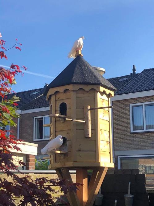 Duiventillen, Dieren en Toebehoren, Overige Dieren-accessoires, Nieuw, Ophalen of Verzenden