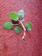 Moederdag tip, Pannenkoeken plant Pilea (STEKJE), Huis en Inrichting, Kamerplanten, Overige soorten, Minder dan 100 cm, Halfschaduw