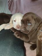 Prachtige lieve labrador pups, Parvo, 8 tot 15 weken, Labrador retriever, Meerdere