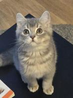 Britse korthaar kitten blue tabby shaded, Dieren en Toebehoren, Oktober, Mannelijk