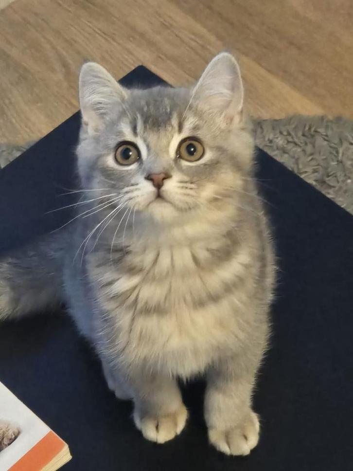 Britse korthaar kitten blue tabby shaded, Dieren en Toebehoren, Overige Dieren, Mannelijk, Oktober