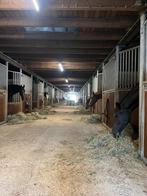 Boxen te huur op de Kanaalhoeve, Dieren en Toebehoren, Stalling en Weidegang, Weidegang, 4 paarden of pony's of meer