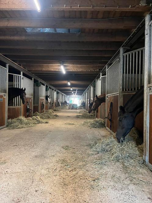 Boxen te huur op de Kanaalhoeve, Dieren en Toebehoren, Stalling en Weidegang, Stalling, Weidegang, Toebehoren, 4 paarden of pony's of meer