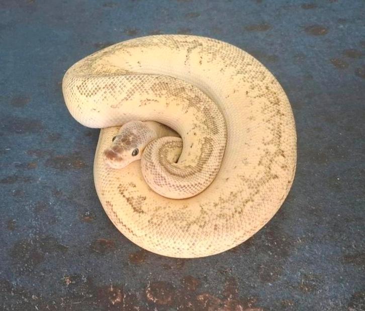 Koningspythons (python regius), Dieren en Toebehoren, Reptielen en Amfibieën | Toebehoren, Overige typen, Ophalen of Verzenden