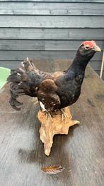 Opgezette vogel taxidermie mancave, Verzamelen, Dierenverzamelingen, Ophalen of Verzenden, Vogel, Opgezet dier