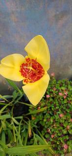 Tigridia pavonia en meer op de kwekerij planten vanaf 1.50, Ophalen, Overige soorten, Halfschaduw