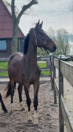 3 jarige merrie v incognito, Dieren en Toebehoren, Paarden, Merrie, 3 tot 6 jaar