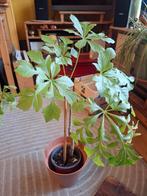 Cussiona cabbage tree, Ophalen